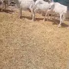 ضان حريه