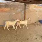 جفار طيبه للذبح