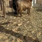 معزا مضاريع