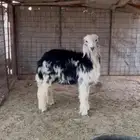 طلي نجدي