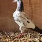 حمام باكستاني طبه تيدي على السوم