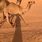 بكره شعلا تماميه كفو