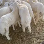 14 من البهم 12 طلي 2 رخال بريه