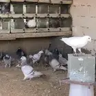 حمام