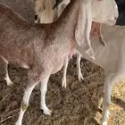 معزا مشاريك شبب عدد 10 معها 10