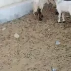 شاه وتحتها طلي