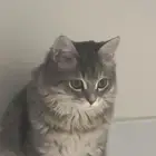 قطوه للبيع مطعمه وعندها جواز سفر