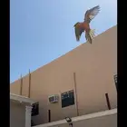 طير صن كنيور هدد خارجي