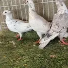 حمام زاحل