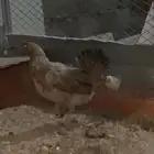 دجاج