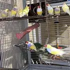 اتبنى جميع انواع الطيور والفروخ سليمه او مريضه