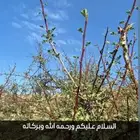 مشاتل _شتلات نوادر