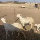 رخلين جذعات تحتها خروف ورخل