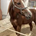 السلام عليكم ركوب خيل بل هديه