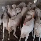 ضان مناتيج