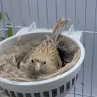 للبيع انثى كناري منتجه