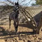 حصان كفووو