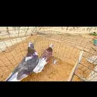 حمام قطيفي زوج