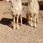 بسم الله ماشاء الله رخلين مقاني