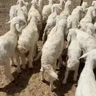 بهم ابو شهرين وشهرين ونص نظيف شكل فاخر العدد49فيه 23 رخال