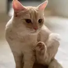 قط للتبني