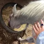 عرضنا اليوم مهرهر وهو للبيع
