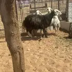 نعاج مضاريع