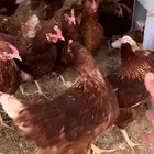 مطلوب دجاج لوهمان
