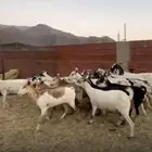 للبيع معزاء جنوبيات دفيع مشاءالله تبارك الله