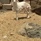 رخل