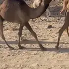 قعود مفرود اصفر غرنوقي