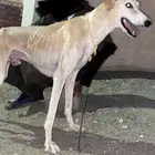 سلوقي