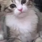 لتبني