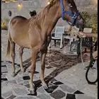 مهر