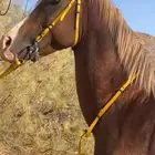 حصان شعبي