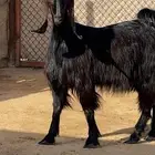 عنز بكر جذعة دافع تلد ( تم البيع )
