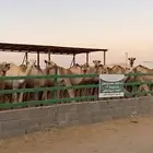 قعدان مستورد. العدد 12. الموقع عرعر السعر 3200. جملة