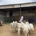 غنم سته يتبعها واحد والباقي دفع