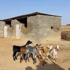 عنقان للبيع نظيفه