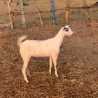 جفره ماشاءالله تبارك