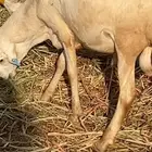 رفيدي دنكلي