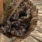 فروخ عربي افرق