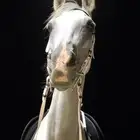 خيل شعبي