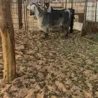 معزا مضاريع