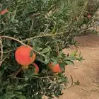 للبيع. رمان طعم. وذوق ولون. من. رمان. جوف ال معمر.