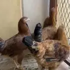 دجاج