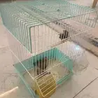 4 زيبرا