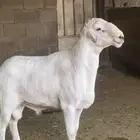 فحل ضان صنف