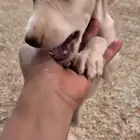 الي عنده جراوي سلق يتواصل