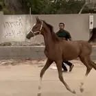 مهر شعبي
